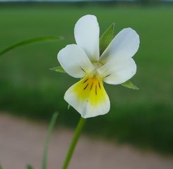 Acker-Stiefmütterchen - Hornveilchen, Blüte, Pflanze, Viola arvensis, Stiefmütterchen, Acker-Stiefmütterchen