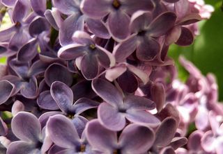 lila Flieder - Flieder, lila, violett, fliederfarben, Duft, Lippenblütengewächs, Ölbaumgewächs, Heilpflanze, Zierpflanze, vier, Rispe, Blütenstand