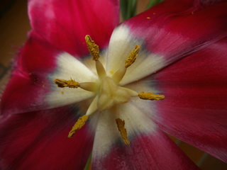 Tulpe Detailaufnahme - Tulpe, Stempel, Blüte, Frühling, Frühjahr, Staubblätter, Frühblüher
