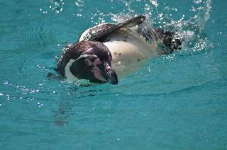 Pinguin - Pinguin, Zootier, Zootiere, Wassertier, Wasservogel, Wasser, schwimmen, schwimmend, seitlich, Seitenlage
