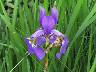 Schwertlilie - Schwertlilie, Iris, Blüte, Blume, Natur, Pflanze, mehrjährig, zwittrig, Blütenblätter, blau
