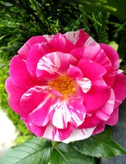 Rosenblüte, pink - Rose, Blüte, blühen, Garten, Zuchtform, Zierpflanze, pink, Duft