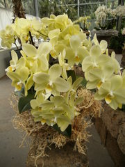 Phalaenopsis - Orchidee, Blüte, Stempel, Pflanze, Phalaenopsis, Zierpflanze