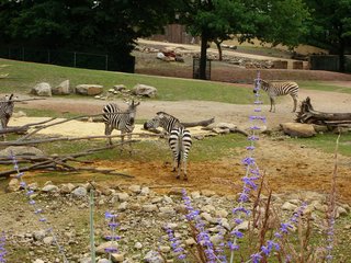 Zebras - Zebra, Zoo, Gehege, schwarz-weiß, Tier, gestreift, Savanne, Tarnung, Camouflage