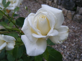 Rose - Rose, Schnittblume, Rosengewächs, Naturform, Draufsicht, Rosenblüte, Schnittblume, Blüte, Blume