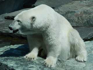 Eisbär - Eisbär, Bär, Polarregion, Nordpol, Arktis, Klimawandel, Verhalten, Zoo, Haltung, Einzelgänger, bedrohte Tierarten