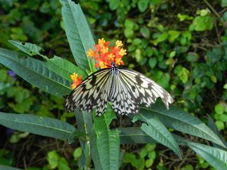 Schmetterling Weiße Baumnymphe - Weiße Baumnymphe, Idea, Tagfalter, Edelfalter, Flügeladern, symmetrisch, Symmetrie, Schmetterling