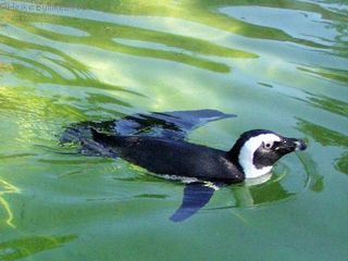 Schwimmender Pinguin im Wasser - Tiere, Vögel, Wildtiere, Zootiere, Pinguin, Schwimmen, Wassertier, Natur, Tier