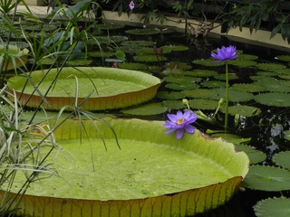 Seerose - Seerose, Blüte, Blatt, lila, Wasserpflanze, Schwimmblatt, Wasser