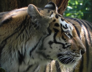 Tiger - Tiger, Wildkatze, Fell, Katze, Raubkatze, Raubtier, Zoo, Großkatze