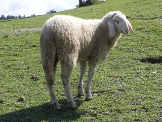Schaf - Schaf, Wolle, weiß, Nutztier, Bauernhof