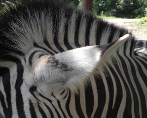 Was_ist_das#Tiere - Zebra, Tier, Ohr, hören, gestreift, schwarz-weiß, Muster, Tiermuster, Fell, Tierfell
