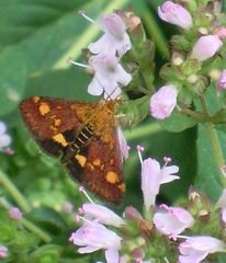 Purpurroter Zünsler - Schmetterling, Falter, Crambidae, Oregano