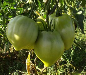 Unreife Tomaten - Nutzpflanze, Tomate, Garten, Tomaten, unreif, Gemüse, Nachtschattengewächs