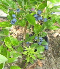 Heidelbeeren - Heidelbeere, Blaubeere, Kulturheidelbeere, Zucht, Strauch, blau, Frucht, Obst, Beeren, reif