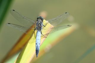 Großer Blaupfeil #1 - Libelle, Sommer, fliegen, Flügel, Hautflügel, Insekten, Gliederfüßler, Insekt, Flügelpaar, Gewässer, Großer Blaupfeil, Orthetrum cancellatum
