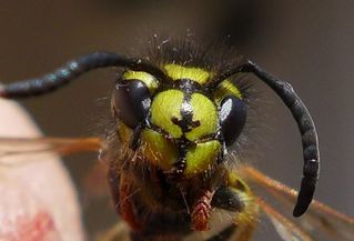 Wespenkopf - Insekt, Insekten, Wespe, Körperteile, Kopf, Fühler