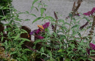 Schmetterlinge - 4 auf einen Streich - Schmetterling, Schmetterlinge, Tagfalter, kleiner Kohlweißling, kleiner Fuchs, Kaisermantel, Tagpfauenauge, Blüte, Blume