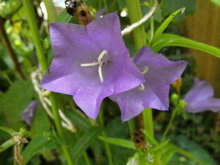 Rundblättrige Glockenblume - Glockenblume, rundblättrig, Glockenblumengewächs, blau, Heilpflanze