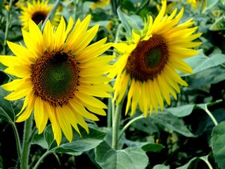 Sonnenblumen - Sonne, Blume, Sommer, gelb, Biene, Sonnenblume, Korbblütler, Blüte