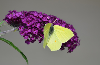 Schmetterling Zitronenfalter #2 - Schmetterling, Tagfalter, Edelfalter, Symmetrie, Gonepteryx rhamni, The Brimstone, Weißling, Schmetterlingsflieder, Sommerflieder