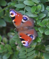 Schmetterling Tagpfauenauge - Schmetterling, Tagfalter, Edelfalter, Aglais io, Inachis io, Nymphalis io, Peacock Butterfly, Symmetrie
