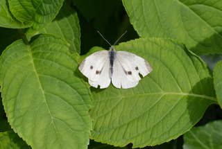 Schmetterling Kleiner Kohlweißling - Schmetterling, Tagfalter, Pieris rapae, Small White, Weißling, Symmetrie