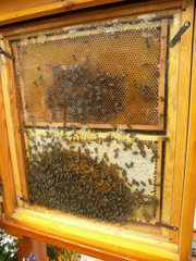 Bienenwabe hinter Schauglas - Biene, Bienen, Wabe, Honig, Imme, Bienenvolk, Bienenstaat, fleißig, Hautflügler, Insekten, Apiformes, Stachel, stechen, Struktur, Ballung