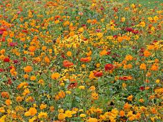 Sommerbeet in orange#2 - Sommer, Blume, Blumen, orange, Sommerblumen, Kunst, Farbenlehre, Gartenanlage, Beet, Blumenbeet