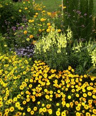 Blumenbeet in orange und gelb#2 - Sommer, Blume, Blumen, orange, Sommerblumen, Kunst, Farbenlehre, Gartenanlage, Beet, Blumenbeet