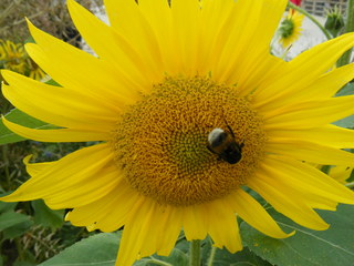 Hummel auf einer Sonnenblume#1 - Hummel, Hautflügler, staatenbildendes Insekt, gelb-braun, Stachel, Drohnen, Arbeiterinnen, Königin