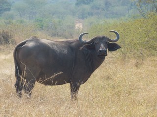 Büffel - Büffel, Rind, Paarhufer, Afrika, Savanne