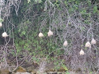 Nester von Webervögeln - Nest, Vogel, Nestbau, Webervogel, Kugelnest, nisten, weben