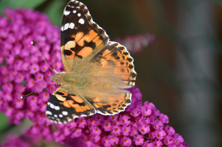 Schmetterling Distelfalter - Nahaufnahme - Schmetterling, Tagfalter, Vanessa cardui, Painted Lady, Edelfalter, Flieder, Schmetterlingsflieder, Sommerflieder, Symmetrie