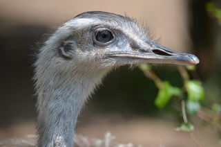 Nandu – Nahaufnahme des Kopfes - Vogel, Laufvogel, flugunfähig, Rhea americana, Südamerika, Urkiefervögel