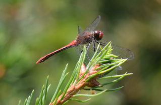 Blutrote Heidelibelle  - Sympetrum sanguineum, Heidelibelle, Libelle, Großlibelle, Segellibellen, rot, Flugkünstler, Flügel