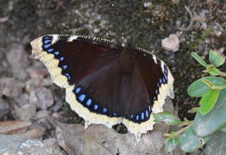 Schmetterling Trauermantel - Schmetterling, Falter, Tagfalter, Nymphalis antiopa, Camberwell Beauty, Edelfalter, Nymphalidae, braun