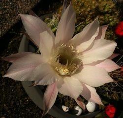 Blüte Königin der Nacht - Königin der Nacht, Kakteen, Selenicereus grandiflorus, Blüte, Staubgefäße, blühen
