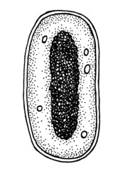 Bakterienzelle - Bakterium, Bakterie, Zellwand, Zellkern, Zellaufbau, DNA