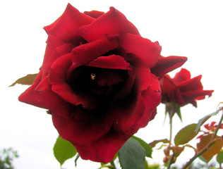 Rose - Rose, Schnittblume, Knospe, Rosengewächs, Naturform, Draufsicht, Rosenblüte, Schnittblume, Blüte, Blütenblätter, Blume, rot