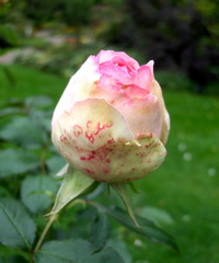 Rosenknospe - Rose, Schnittblume, Knospe, Rosengewächs, Naturform, Rosenblüte, Schnittblume, Blüte, Blume, rosa
