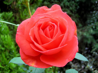 Rose - Rose, Schnittblume, Knospe, Rosengewächs, Naturform, Draufsicht, Rosenblüte, Blüte, Blume, rot