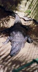 Krokodile in Spanien - Krokodile, Wasser, Sonne, scharfe Zähne, spitze Zähne, Ruhe, liegen, Zootier, Spanien