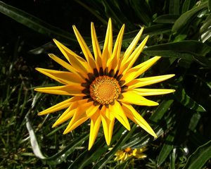 Mittagsblume - Garten, Sommer, Mittagsblumen, Dorotheanthus bellidiformis, Mittagsblume, Blume, gelb, Korbblüter