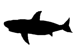 Hai - Umriss - Hai, Haifisch, Raubfisch, Shark, Meerestier, Umriss, Vorlage, Tier, Anlaut H