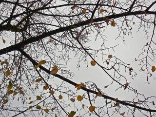 letzte Lindenblätter am Zweig - Herbst, Zweig, Blatt, Blätter, Linde, grau, herbstlich, Impuls, Kunst, Natur, Jahreszeit