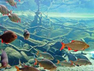 einheimische Süßwasserfische - Wasser, Fisch, Fische, rot, Flossen, Flosse, Schwarm, Schwarmfische, Weissfisch, einheimisch, schwimmen