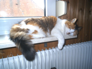 schlafende Katze auf der Fensterbank - Unterricht, Haustiere, Katze, schlafen, Gewohnheiten, Schreibanlass, faul
