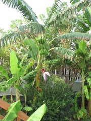 Bananenstaude #1 - Banane, Musacea, Bananenbaum, Bananengewächs, einkeimblättrig, immergrün, mehrjährig, krautig, Laubblätter, palmenartig