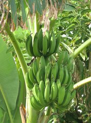 Bananenstaude #2 - Banane, unreif, Unreife, Musacea, Bananenbaum, Bananengewächs, einkeimblättrig, immergrün, mehrjährig, krautig, Laubblätter, palmenartig